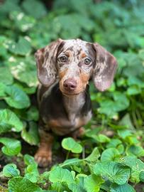 Bassotto Arlecchino Cioccolato per Monta