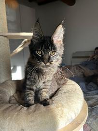 Cuccioli di maine coon