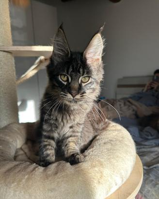 Cuccioli di maine coon