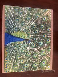 Puzzle: Pavone  da 500 pezzi completo con cornice