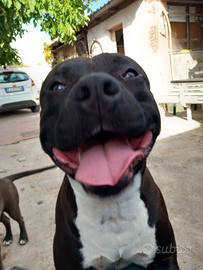 Amstaff per accoppiamento