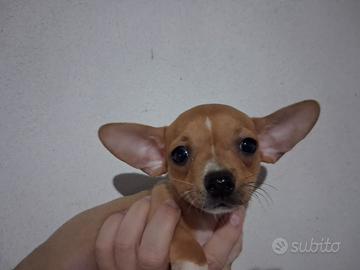 Chihuahua