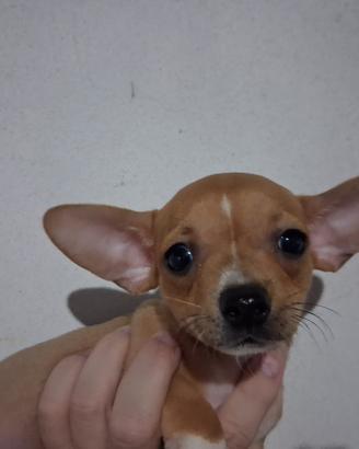 Chihuahua