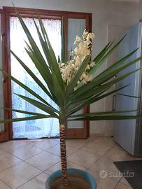 Splendida Yucca 150cm cn fioritur rara prez. Affar