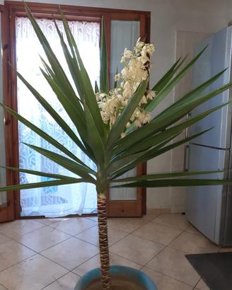 Splendida Yucca 150cm cn fioritur rara prez. Affar