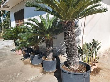 Varcaturo (Na) privato vende piante.