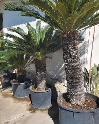 Varcaturo (Na) privato vende piante.