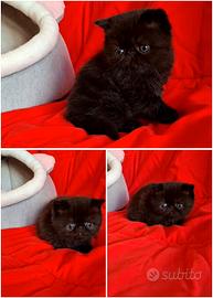 Exotic shorthair 