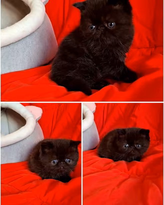 Exotic shorthair 