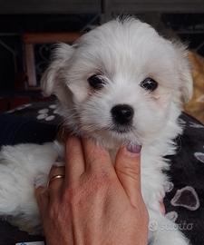 Maltese