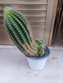 San Pedro 