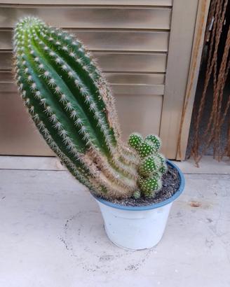San Pedro 