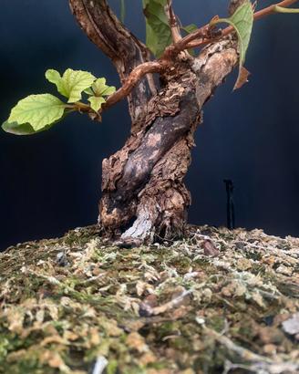 Bonsai di ortensia