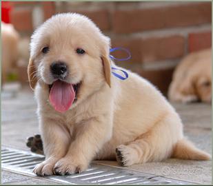 Golden retriever - linee anglo-americane