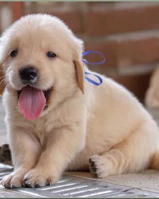 Golden retriever - linee anglo-americane