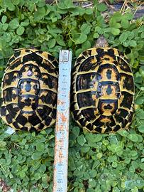 Coppia Tartarughe di Terra Testudo Hermanni