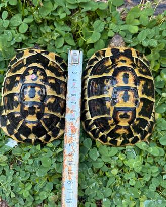 Coppia Tartarughe di Terra Testudo Hermanni