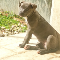 Cucciola Pitbull