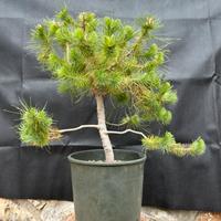 Bonsai Pino Pinea