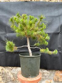 Bonsai Pino Pinea