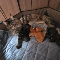 Animali