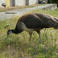 Femmina pavone comune