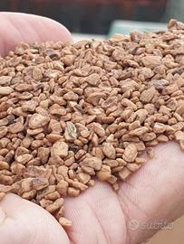 Nocciolino di oliva depolverato