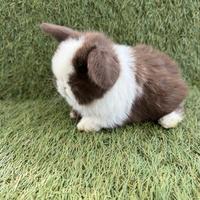 Conigli nani Ariere mini lop
