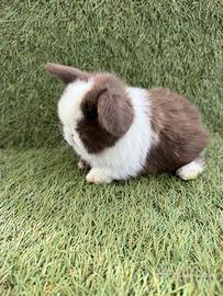 Conigli nani Ariere mini lop