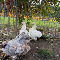 Galline moroseta