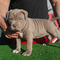 American Bully XL/XXL