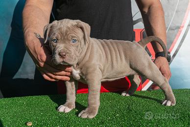 American Bully XL/XXL