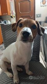 Jack Russell