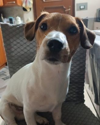 Jack Russell