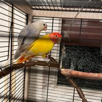 Pappagalli Roseicollis