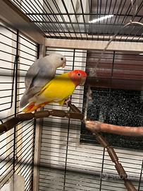 Pappagalli Roseicollis