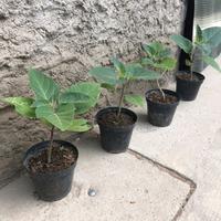 Piante di brugmansia- tromba degli angeli