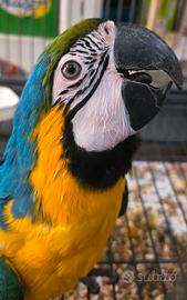 pappagallo