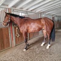 Cavallo