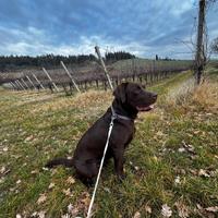 Labrador chocolate per monta/accoppiamento