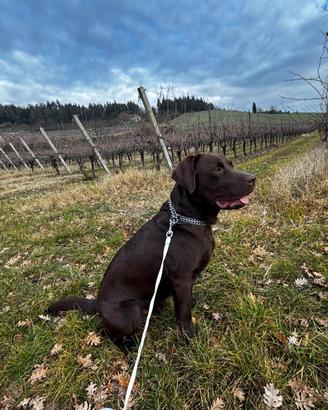 Labrador chocolate per monta/accoppiamento