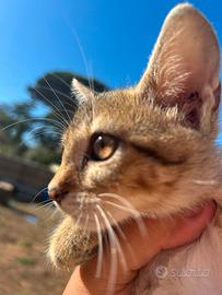 Gattina F