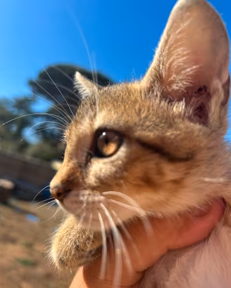 Gattina F