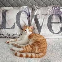 Gatti da Adottare