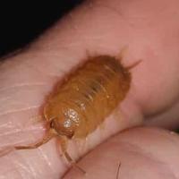 Porcellio Laevis orange