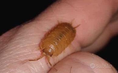 Porcellio Laevis orange