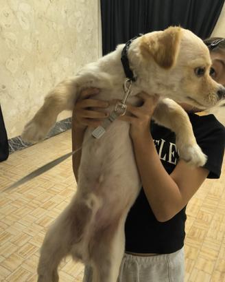 Cucciolo di cane