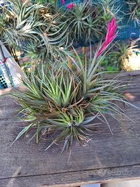 pianta di tillandsia