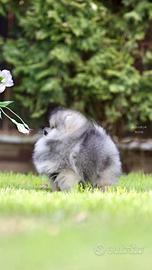 Spitz di Pomerania Mini