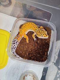 Gechi leopardini